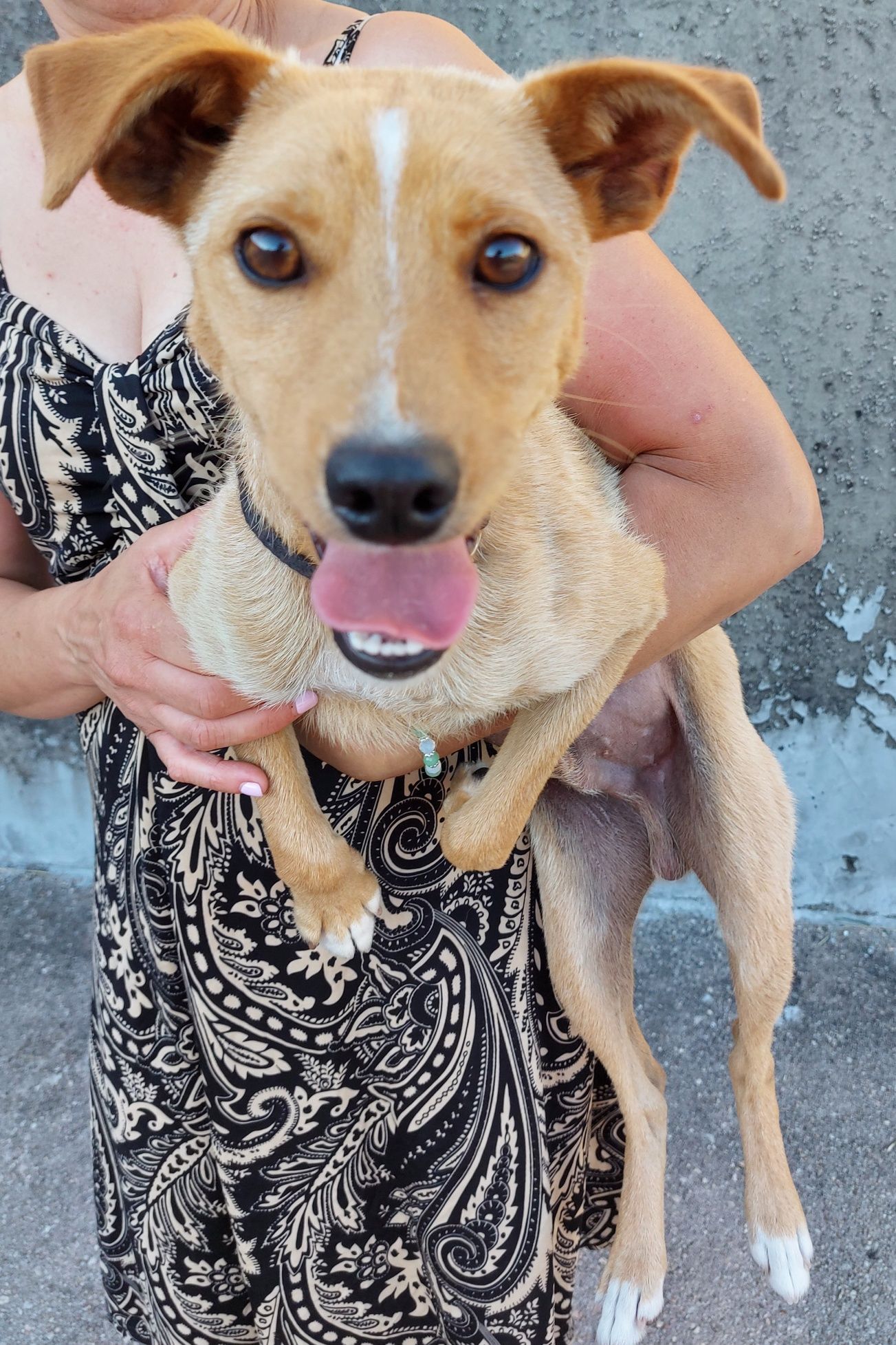 Cão macho com cerca de 1 ano