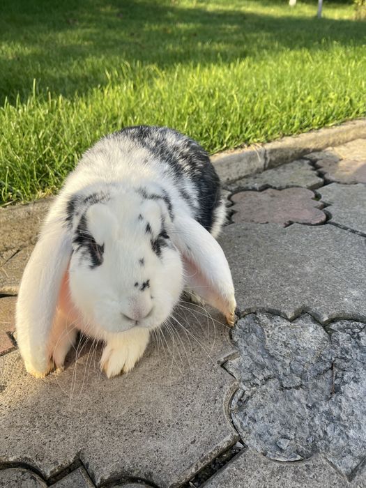 Кролики Французький барар