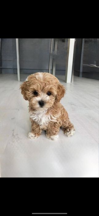 F1 Мальтипу Хлопчики +Документи +Вакцини