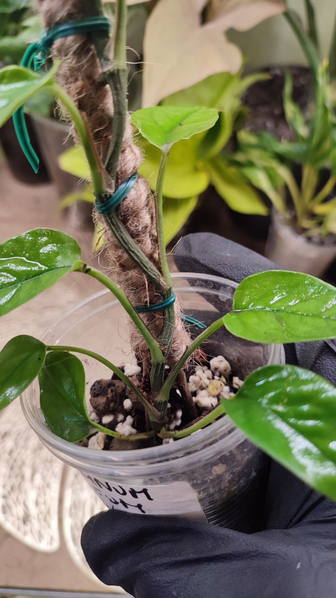 Epipremnum pinnatum neon