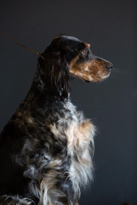 Англійський сетер