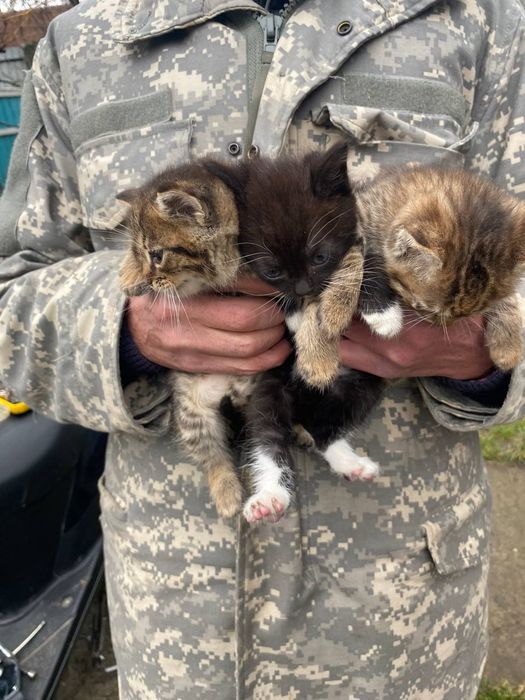 Кошенята від військових!