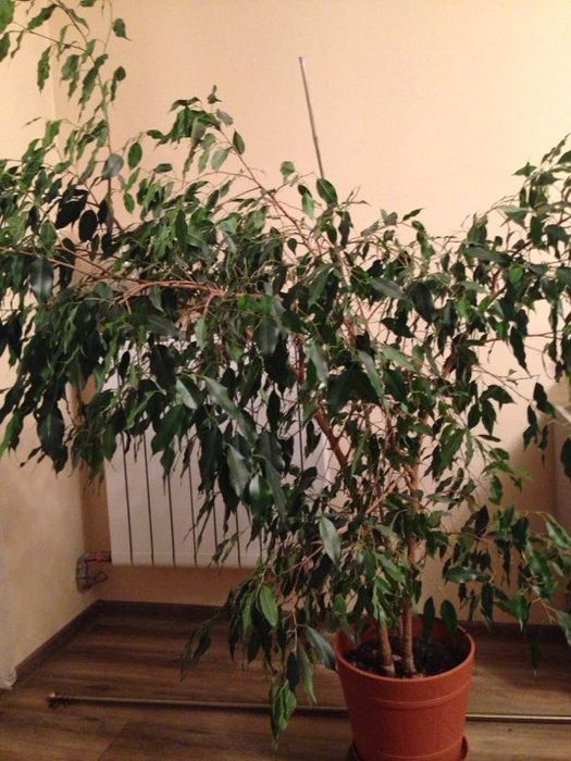 Fikus beniaminek duży