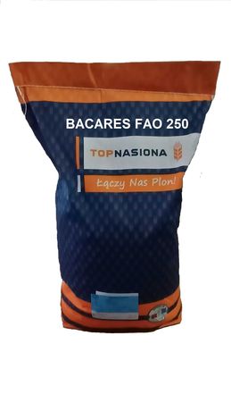 Kukurydza BACARES FAO 250 - odmiana na ziarno i kiszonkę Wysyłka!