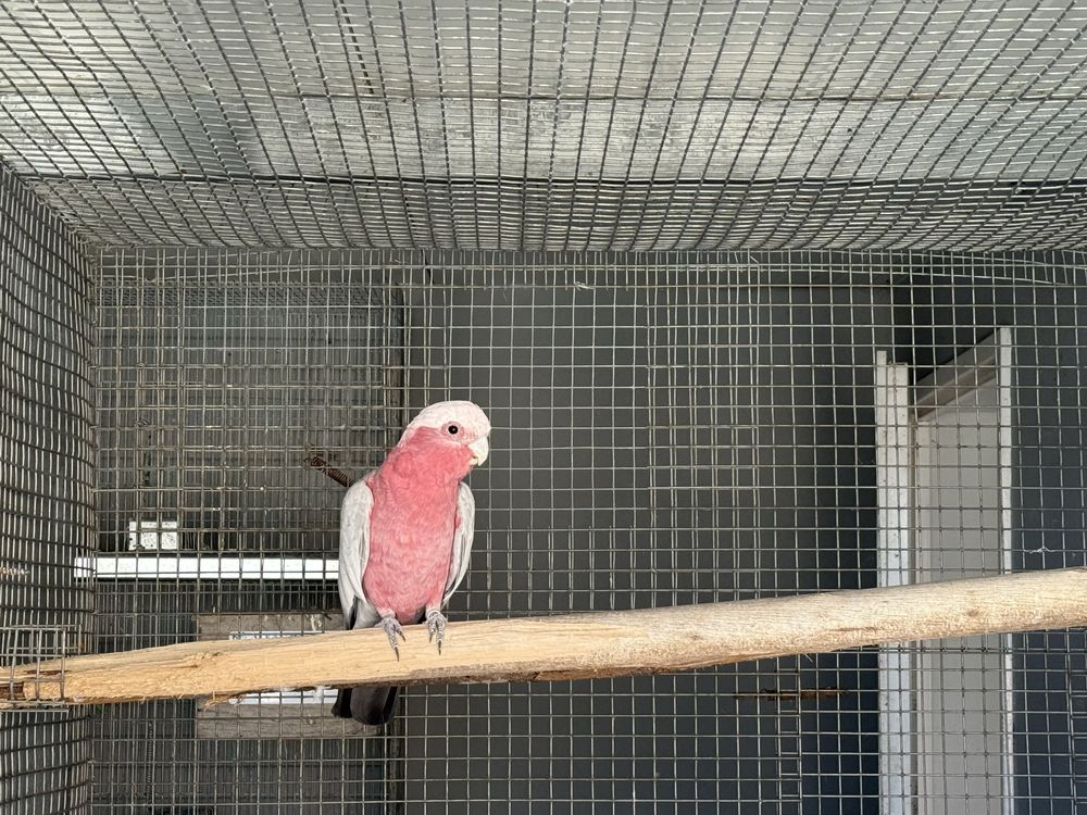Cacatua galah 2021