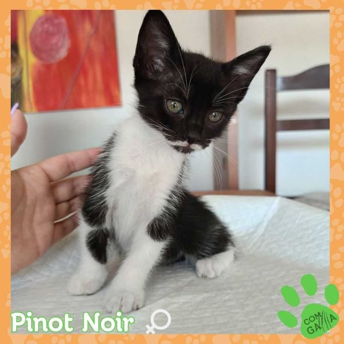 Gatinhos para adoção - Ninhada do Lagar