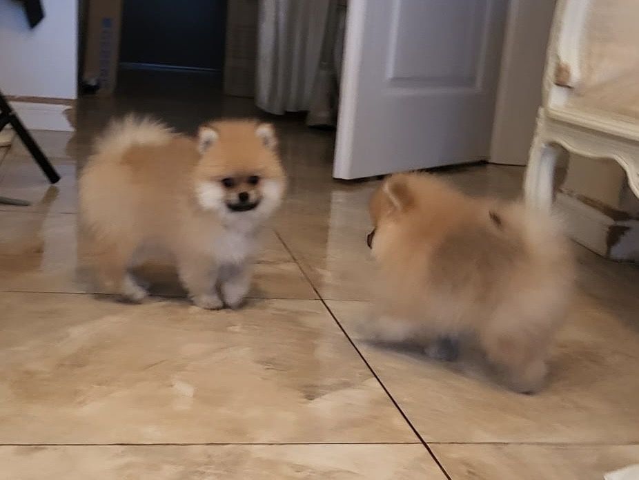 Szpic miniaturowy pomeranian xs miś piesek sable puszysty