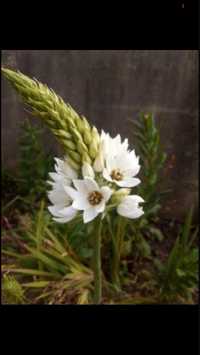 Flor Beijinhos de mãe/ rabos de porco 20 bolbos 4€