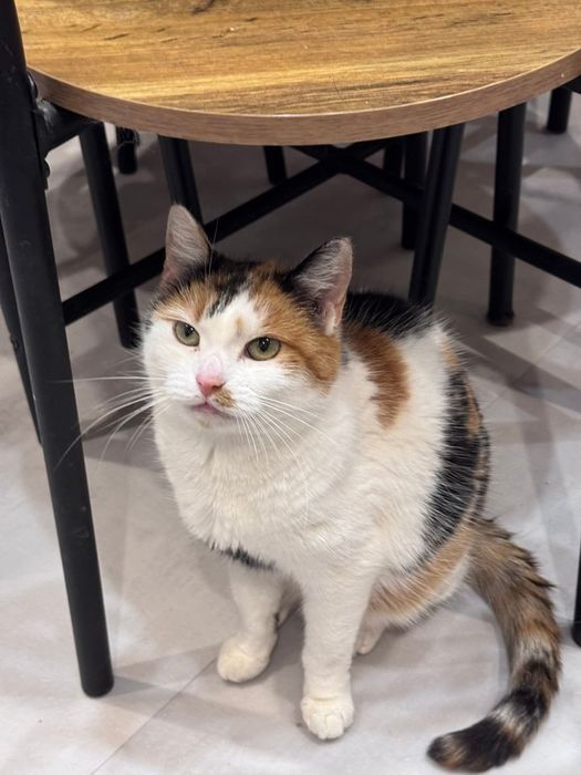 Hrabina szuka swojego królestwa na stałe