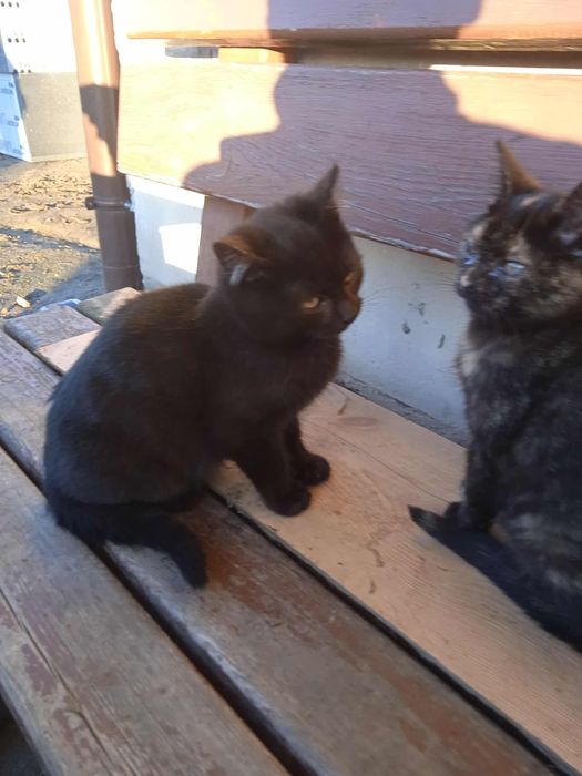 Oddam 2 kotki w dobre ręce