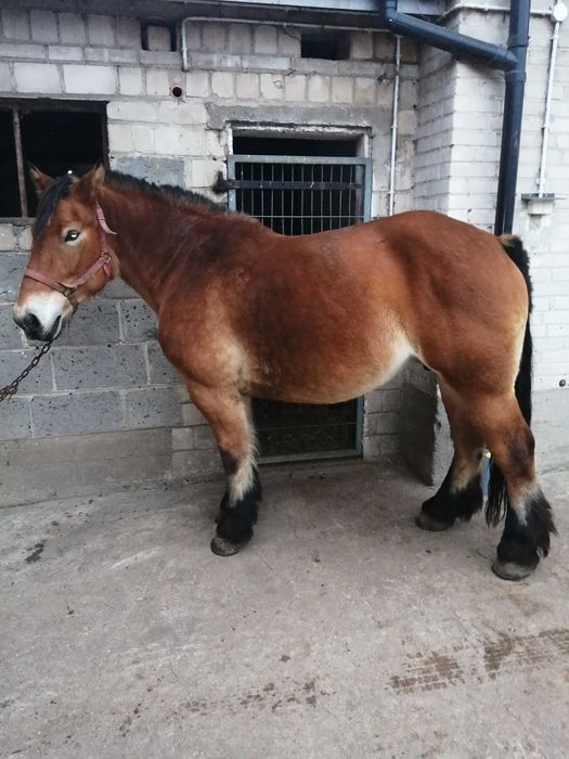 Sprzedam klacz z ogierkiem 6 miesięcy