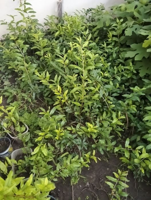 ХУРМА САЖЕНЦЫ.дар софиевки,виргинская .киви)гранат,инжир