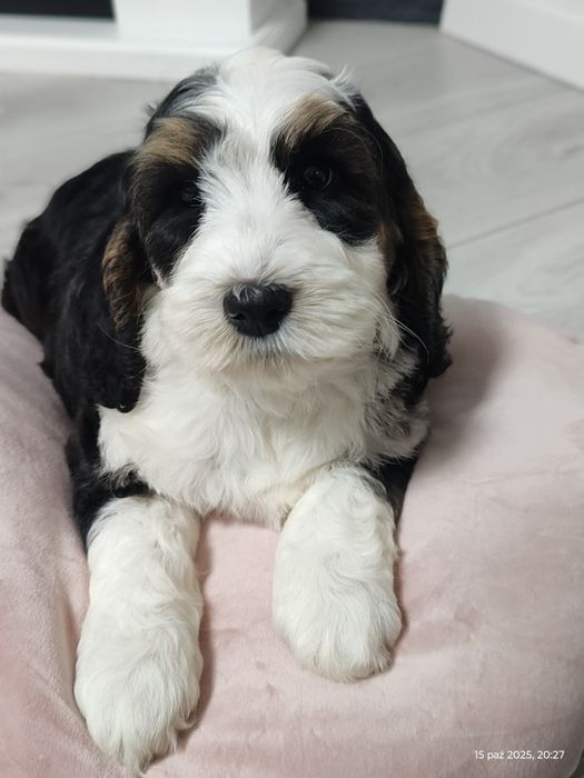 UNIKAT Cockapoo Girl