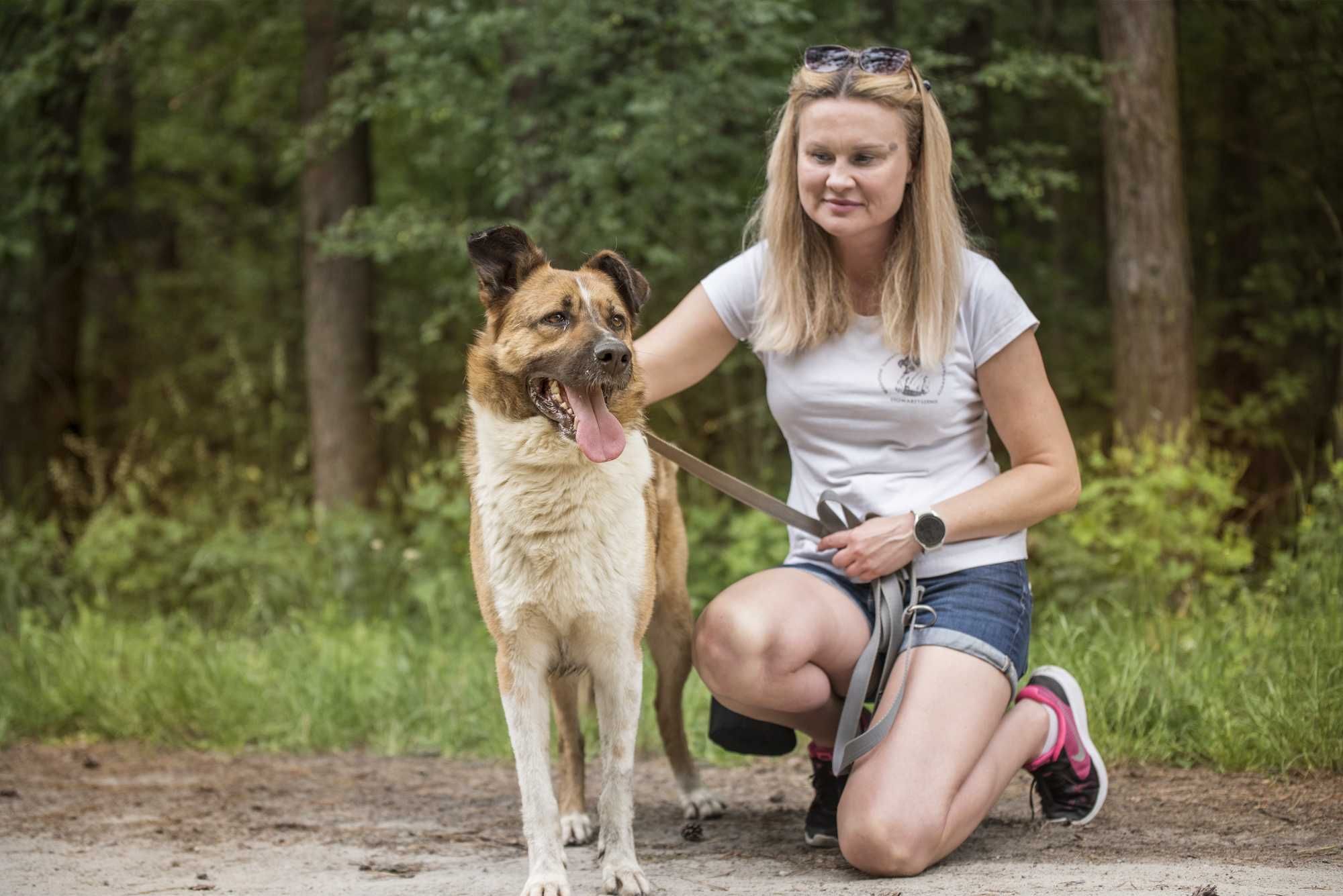 Stich - pięknie umaszczony, posłuszny, cudowny psiak do adopcji