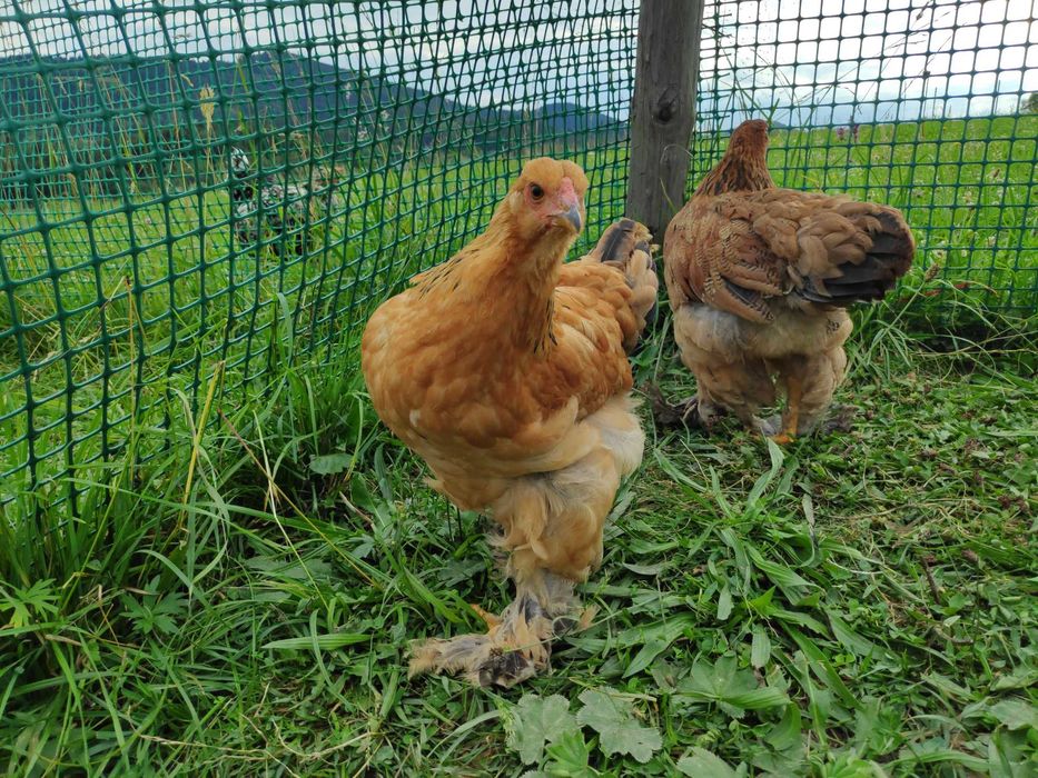 Brahma olbrzymia - kury ozdobne. Brachma olbrzymia piękne upierzenie