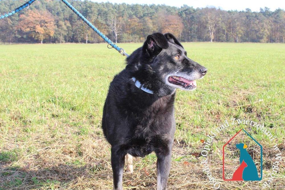 Bardzo przyjazny piesek Doner długo jest w schronisku! Adoptuj!