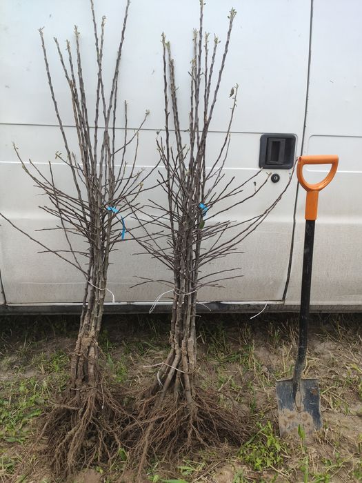 Drzewka Owocowe Producent Wysyłka