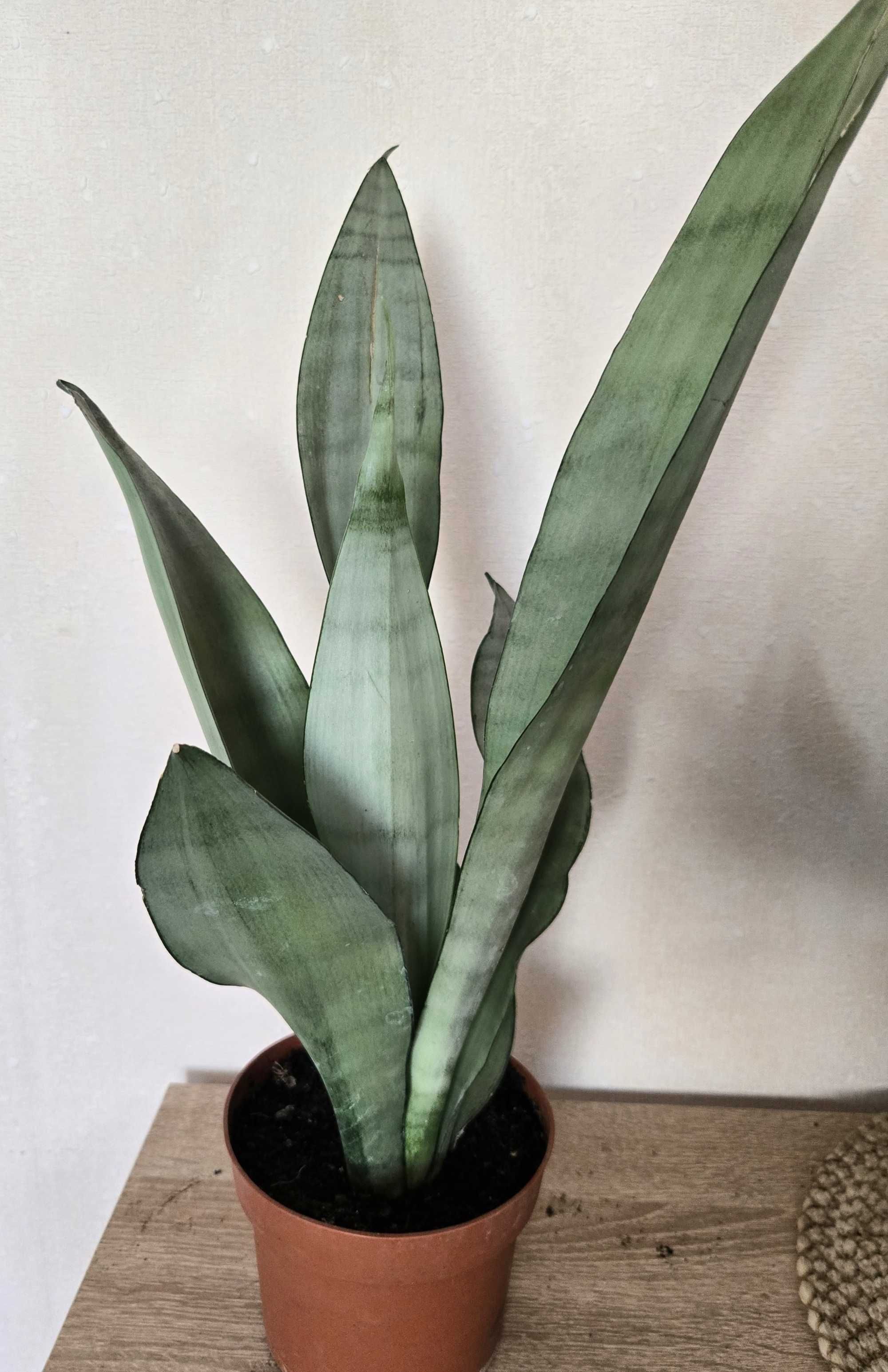 Сансевієрія 5 сортів (Сансев’єрія, Санса, Sansevieria)