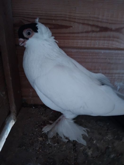 Gołębie ozdobne - krymek