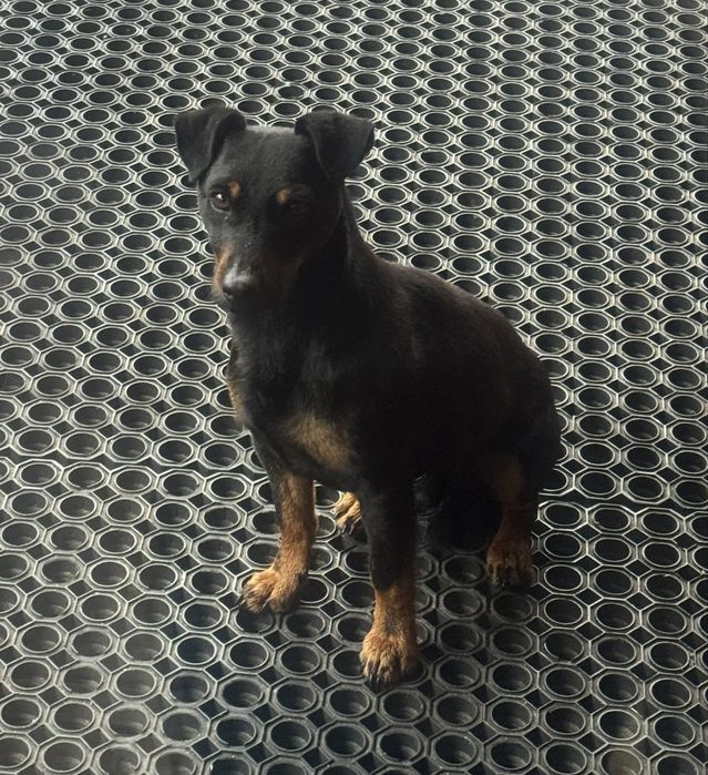 Szukamy pieska Batmana