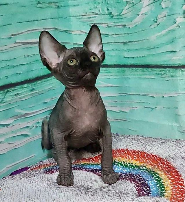 Чорний Канадський сфінкс хлопчик Джексон