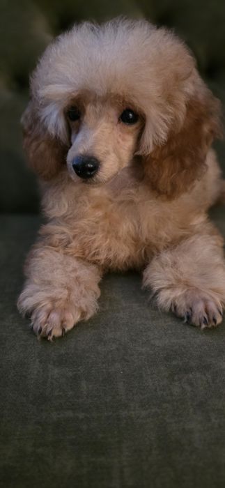 Pudel pudelki miniaturowe -chłopiec