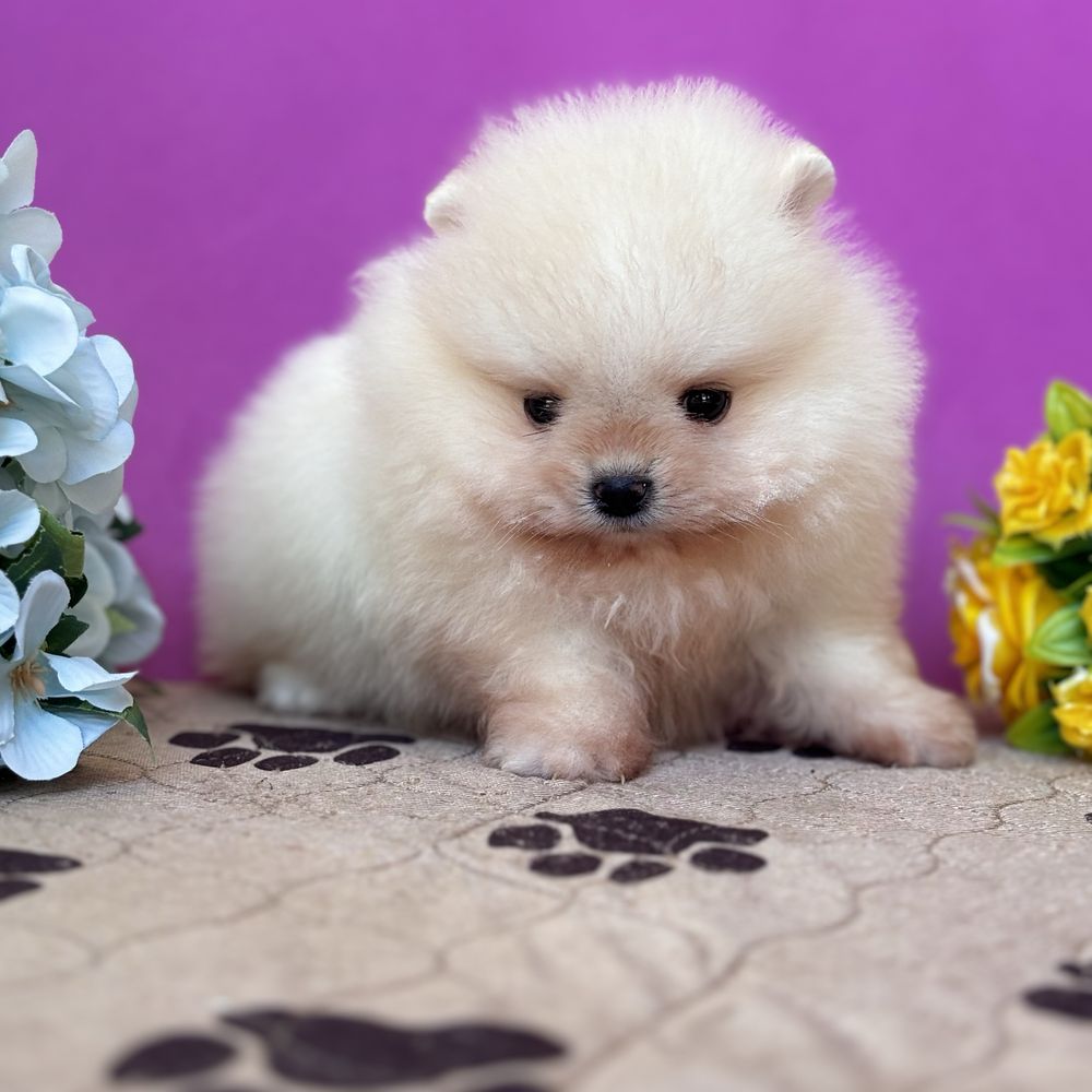 ляльковий Ведмедик шок классу.