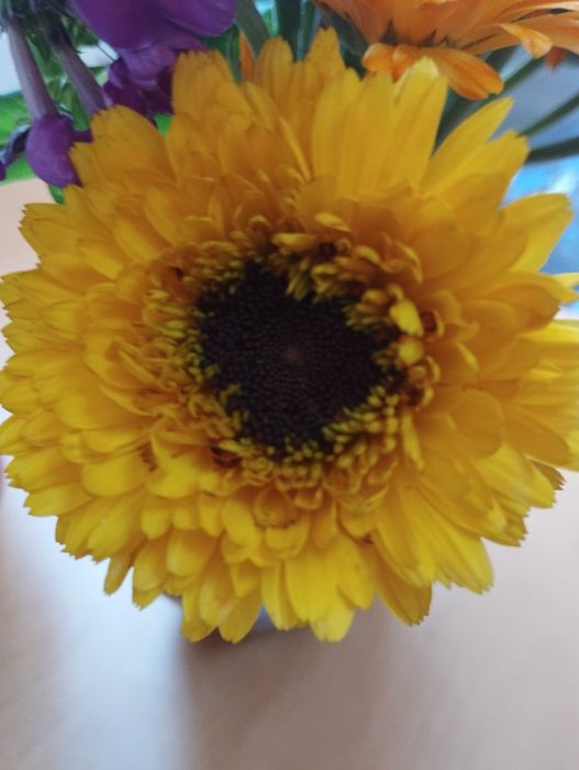 Насіння календули махрової