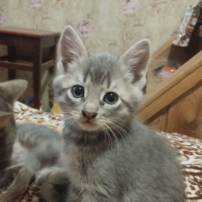 Кошеня-дівчинка - віддамо в добрі руки