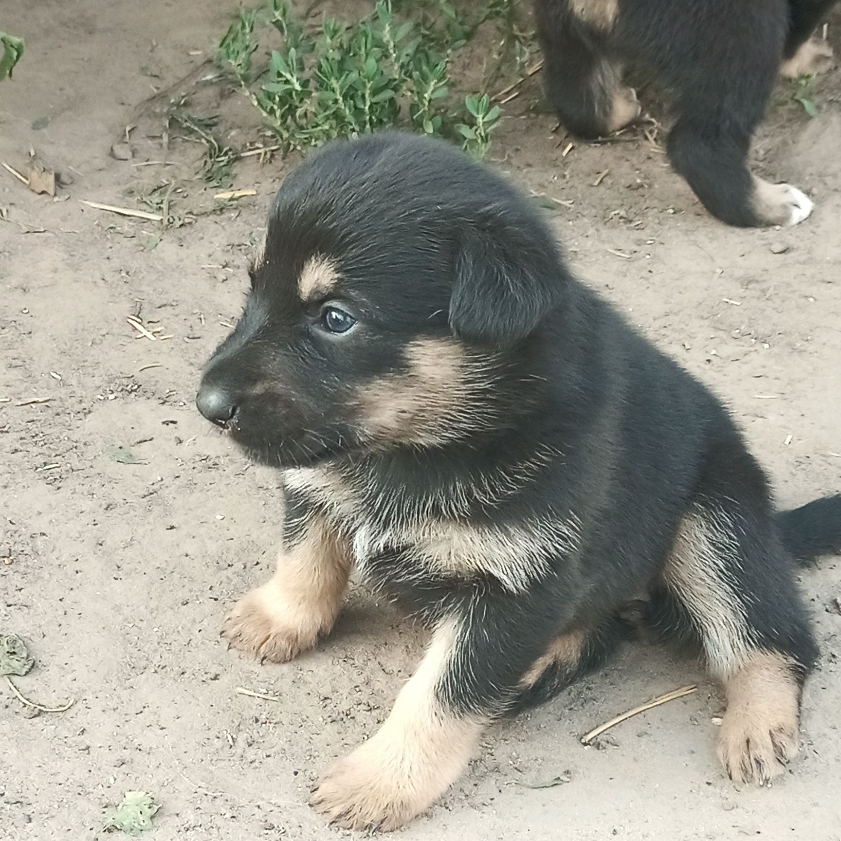 Цуценята(щенки) німецької вівчарки.