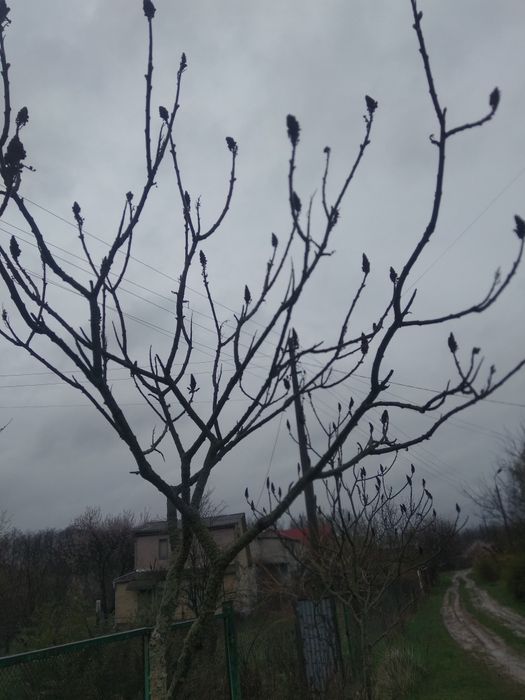 Продаю саженцы Сумах оленерогий  саженцы 3х летние ирга