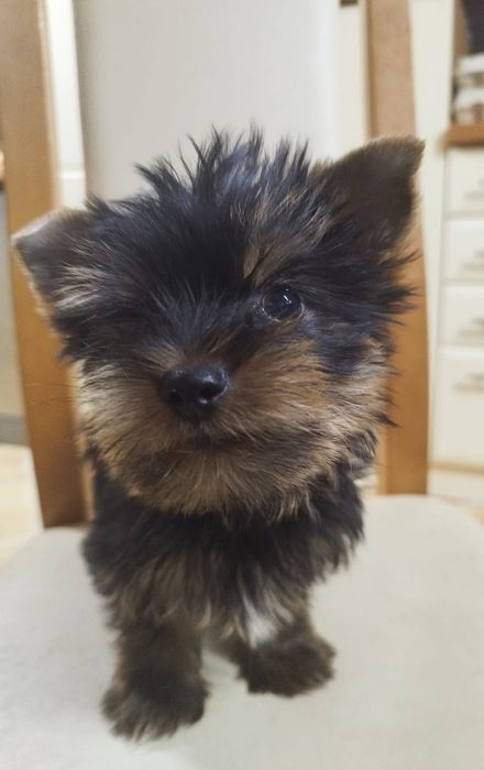 Yorkshire terrier