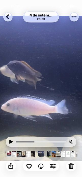 Caeruleus Nkhata Bay CASAL 4cm