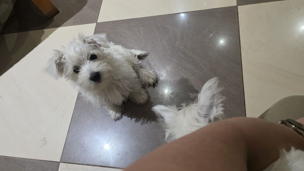 Piesek czeka na nowy dom West Highland White Terrier