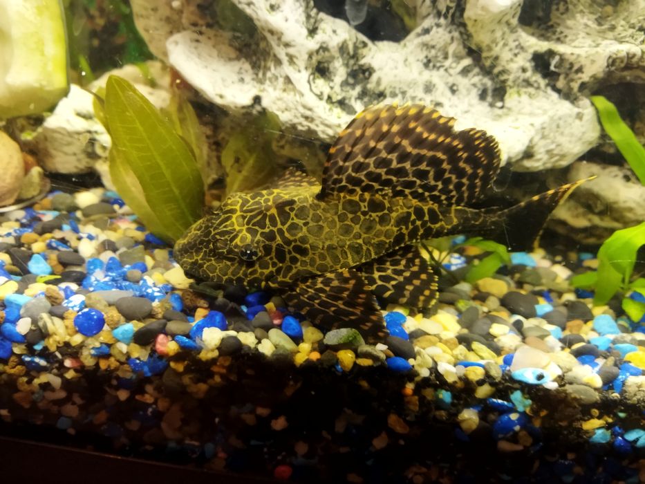 2 Pleco Leopardo