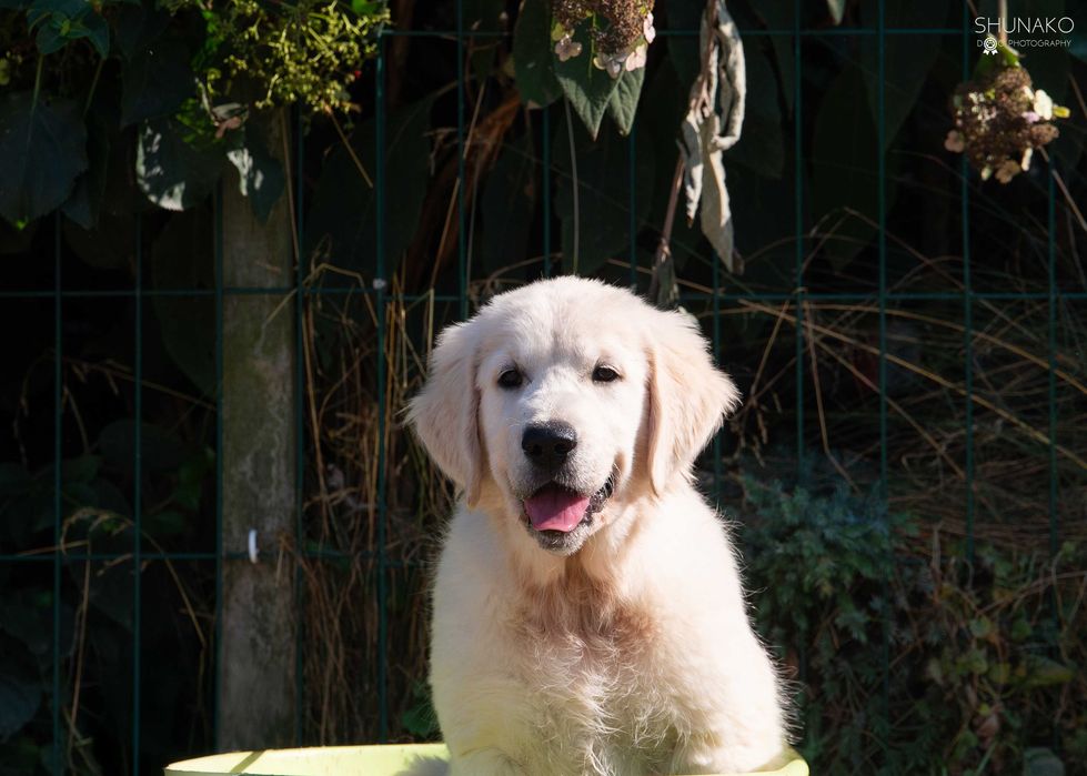 Golden Retriever  szczeniak z rodowodem z hodowli zarej. w zkwp