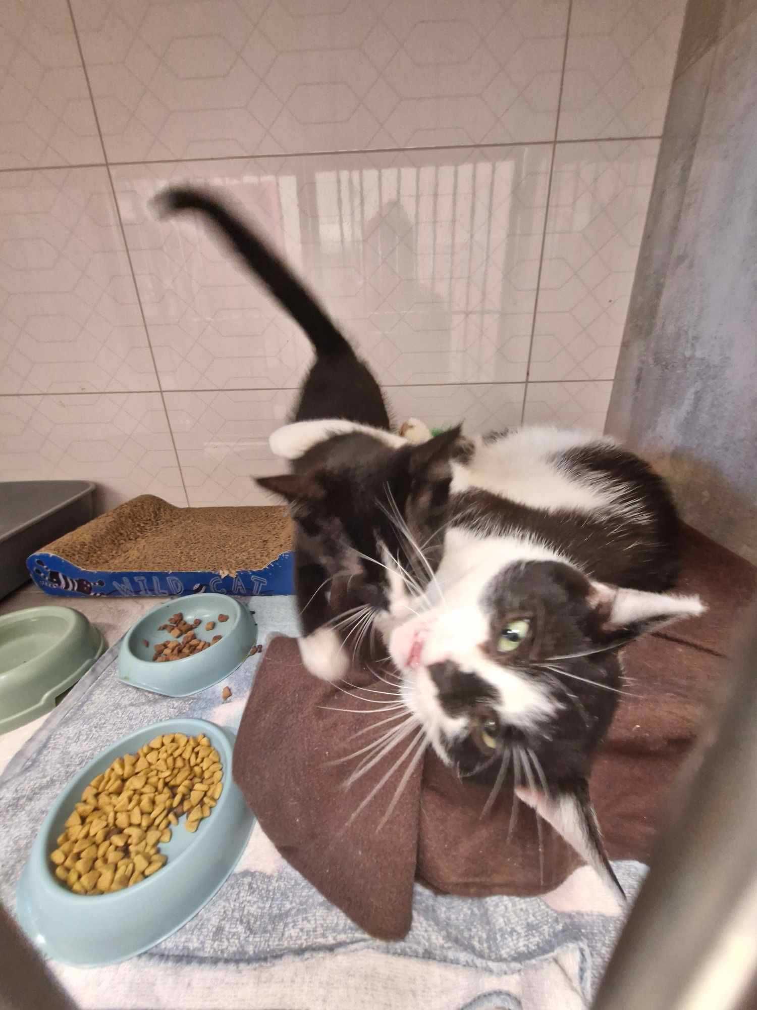 Taki kot jak on to skarb! ADOPTUJ BOBISIA - opiekun małych kotków