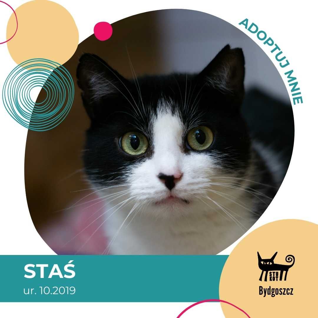 Staś - Kotek do adopcji