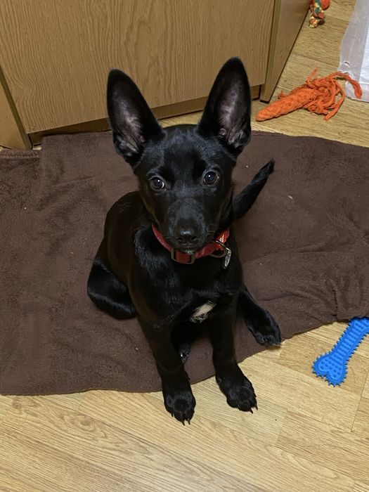 Гарне цуценя з Донбасу