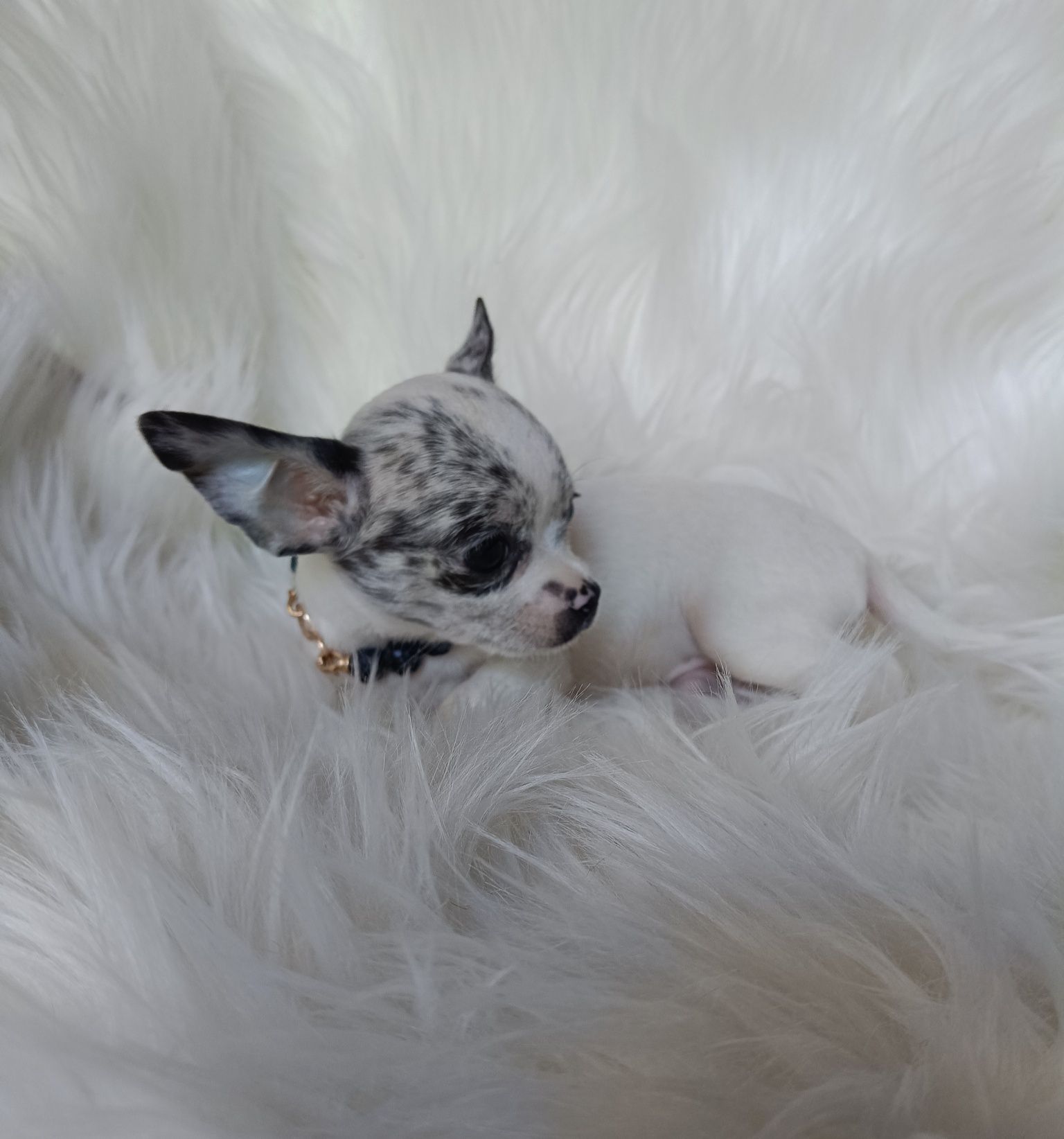 Chihuahua piesek white and merle