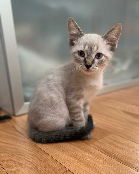 Setúbal / Margem Sul / Lisboa — Os "BEETLES", gatinhos para adoção