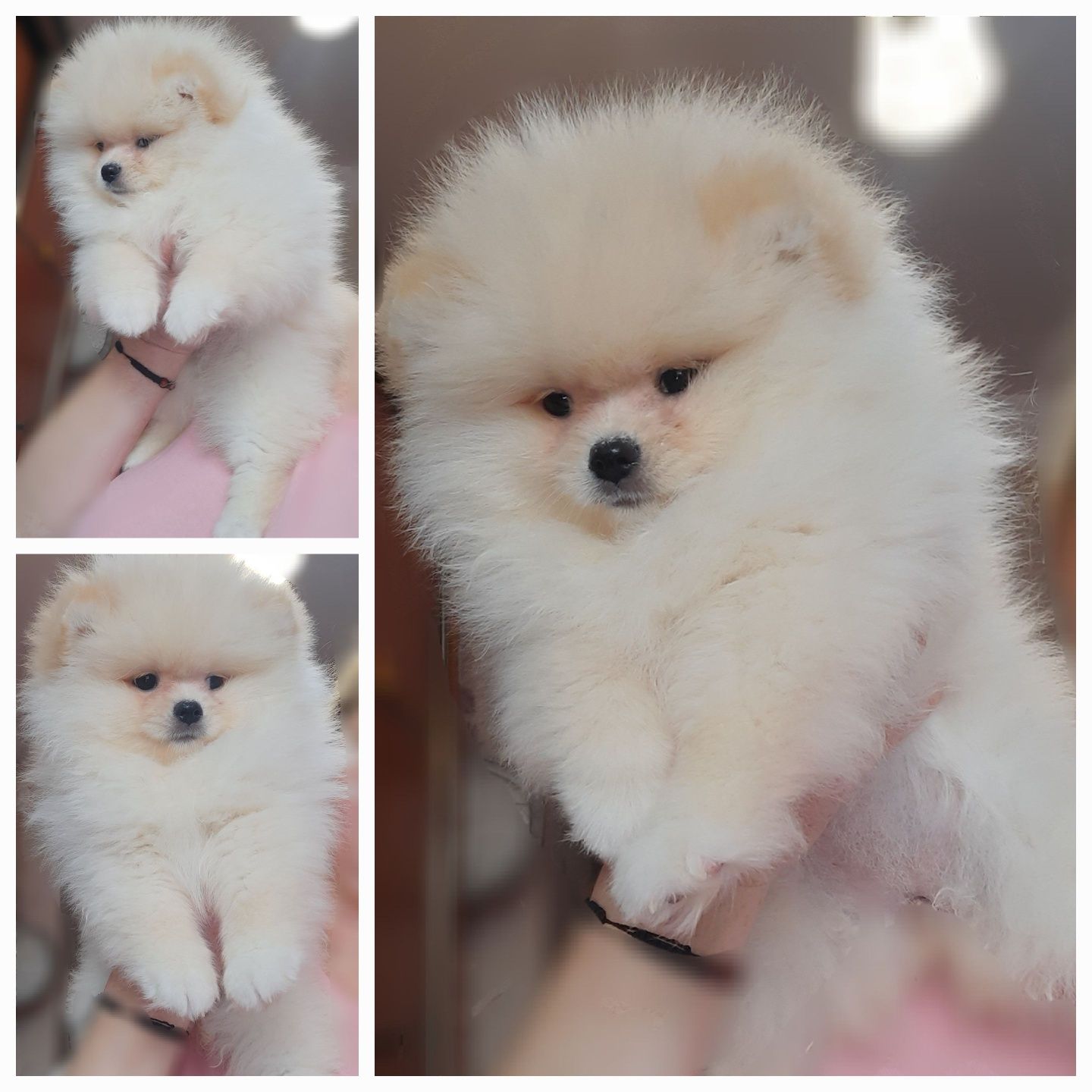 Шпіц кляйн малий German spitz minature на вякзу