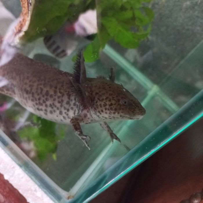Axolote F adulta