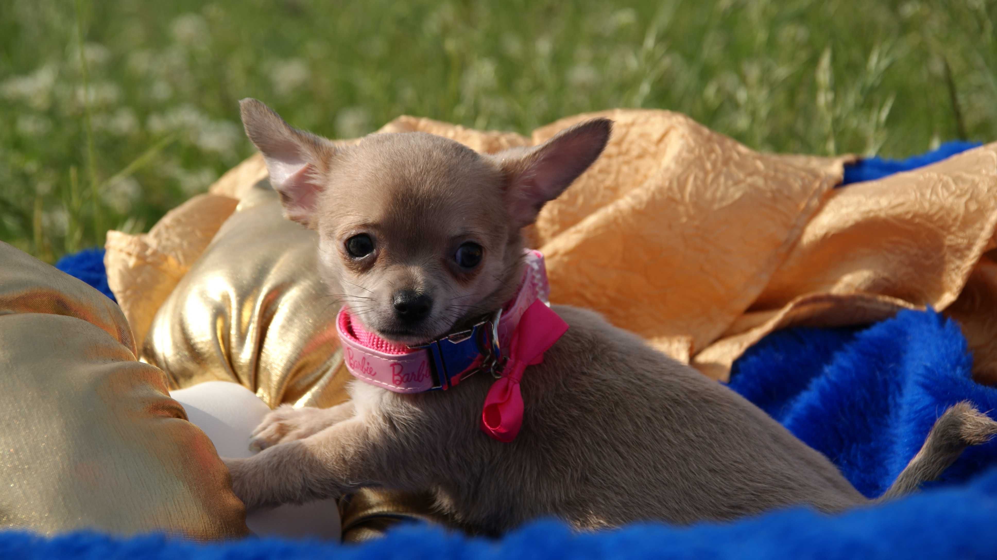 suczka chihuahua
