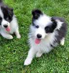 Border collie z metryka Fci