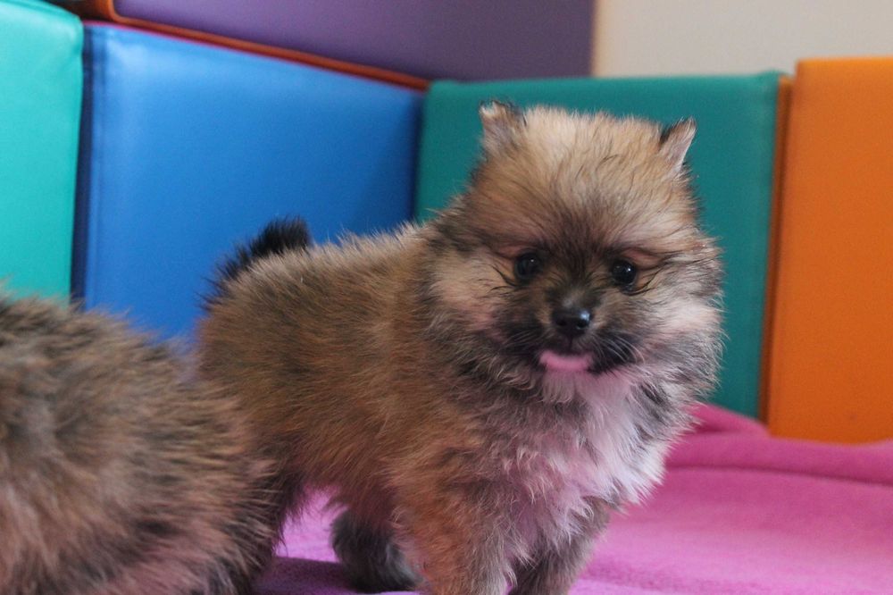 Szpic Pomeranian śliczna mini suczka - certyfikat, wyprawka