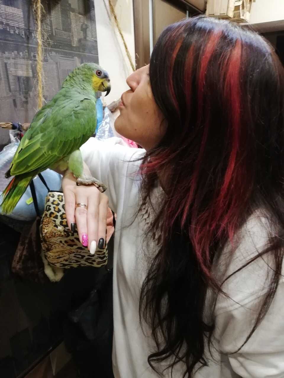 амазон венесуельський,  папуга аамазон, великий зелений папуга
