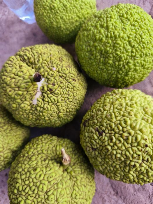 Адамове яблуко 60гр/кг. Маклюра