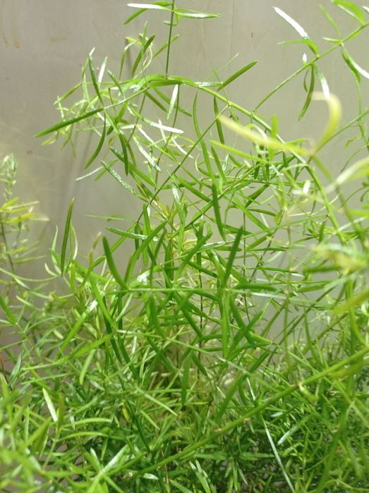 Аспарагус, комнатный.