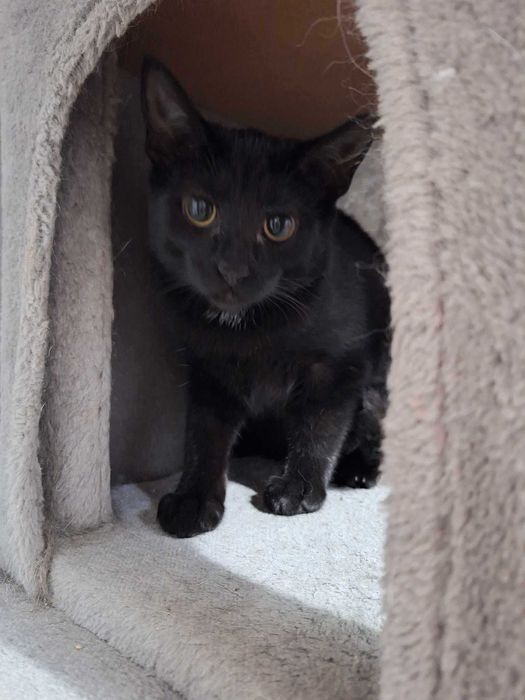 Trzy kociaki oczekują na nowe domki